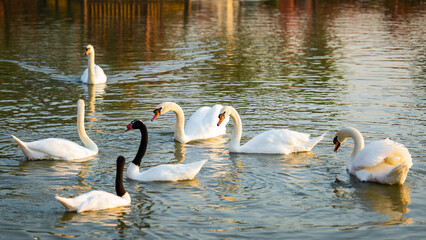 swans and Black-necked swans Enjoy swimming in the river
