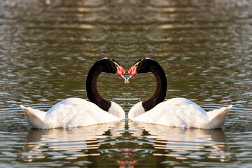 Black-necked Swan (Cygnus melanocoryphus). The Black-necked Swan is the largest waterfowl native to South America.