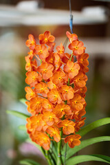 orange orchid will bloom in spring to embellish the beauty of nature