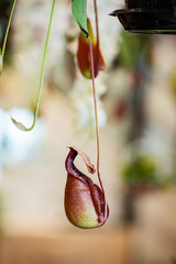 Multi kind of Nepenthes plant, Is a reserved plant of Thailand