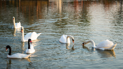 swans and Black-necked swans Enjoy swimming in the river