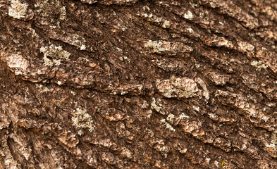 Close Up of Tree Bark Natural Texture Background 