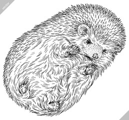 Vintage engrave isolated hedgehog set illustration cut ink sketch. Wild pet background line hedge vector art