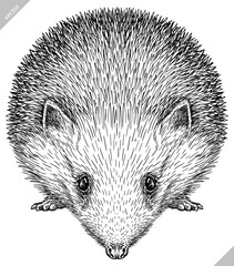 Vintage engrave isolated hedgehog set illustration cut ink sketch. Wild pet background line hedge vector art