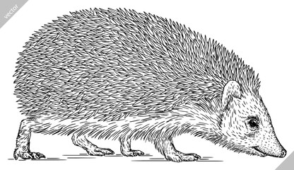 Vintage engrave isolated hedgehog set illustration cut ink sketch. Wild pet background line hedge vector art