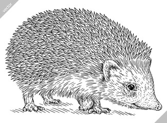 Vintage engrave isolated hedgehog set illustration cut ink sketch. Wild pet background line hedge vector art