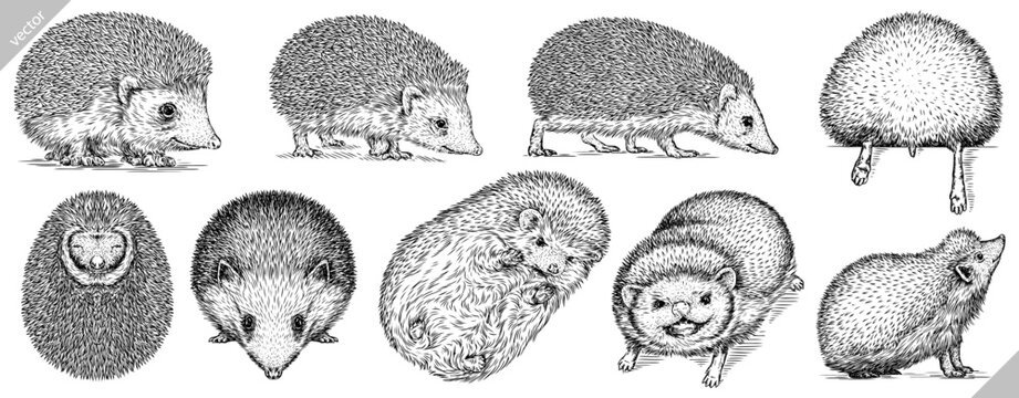 Vintage engrave isolated hedgehog set illustration cut ink sketch. Wild pet background line hedge vector art