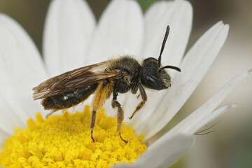 Closeup on a female Groove faced, mining bee, Andrena angustior, sitting on a yellow , white flower in the field