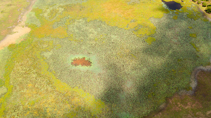 Top view of Swamp and lake with green tropical vegetation and lotuses. Sri Lanka.