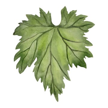 Grape leaf watercolor illustration. Hand drawn botanical clipart isolated element.