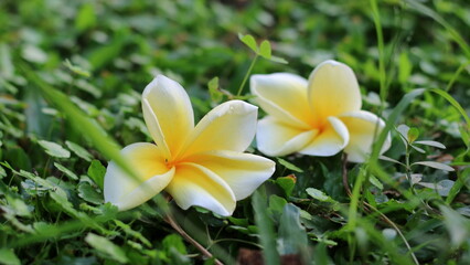 The frangipani flowers falling on the grass