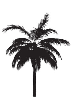 Palm tree black silhouette