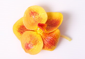 Fototapeta na wymiar Red and orange orchids on white background