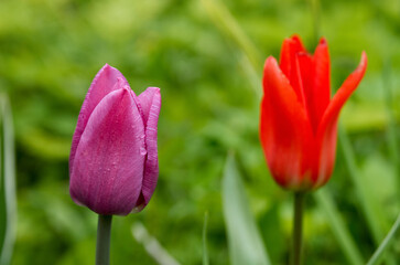Close up of two tulips over green grass background
