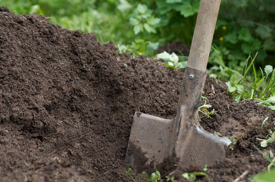 Shovel digging garden bed or farm. Farming, gardening, agriculture and people concept