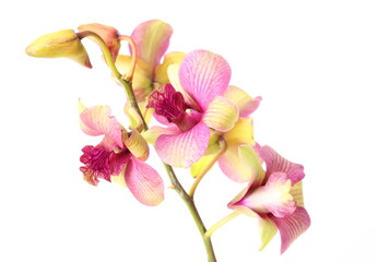 Pink orchids isolated on white background