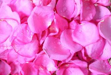 Close up Pink rose petals background