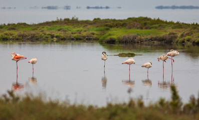 Group of 7 flamingos holding onto one of their legs. European Phoenicopterus in Spain