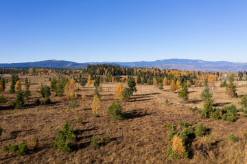 Aerial view of autumn meadow and forest