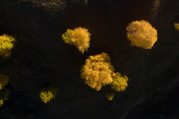 Fototapeta na wymiar Flying over isolated yellow birch trees in the autumn. Aerial view