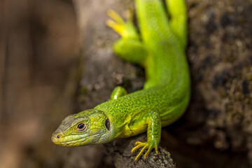 Naklejka na ściany i meble Green lizard in a tangle of branches