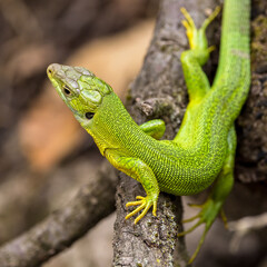 Naklejka na ściany i meble Green lizard in a tangle of branches