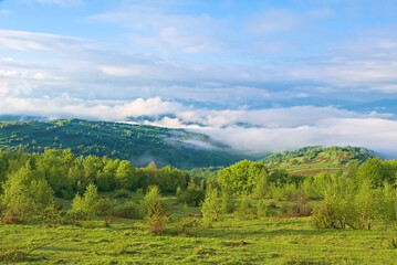 Fototapeta na wymiar mountain meadow in morning light. countryside springtime landscape with valley in fog behind the forest on the grassy hill. fluffy clouds on a bright blue sky. nature freshness concept