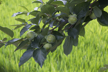 It is a persimmon tree with unripe persimmons.