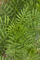 
Green marigold leaves in the garden.