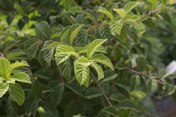close up cherry tree leaves