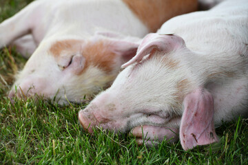 Schweinezucht, Ferkel liegen im Gras