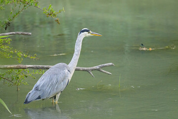 A Grey Heron fishing in a small river