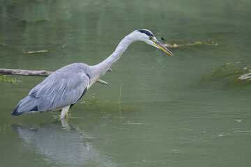 A Grey Heron fishing in a small river