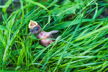 Close-up of dead bird with fallen nest