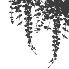 Tropical leaves shadows on white background, can be used for other photo and banner themes.