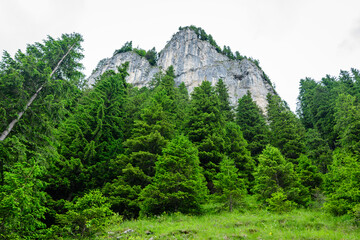Fototapeta premium Scenic view from Zanoagei Gorges (Cheile Zanoagei) in the natural park from Bucegi Mountains (Muntii Bucegi) in Romania in a sunny summer day with white clouds.