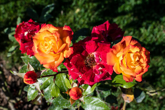Many delicate fresh vivid orange roses and green leaves in a garden in a sunny summer day, beautiful outdoor floral background photographed with soft focus.