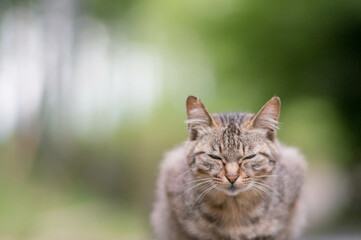日本の森に暮らす野良猫