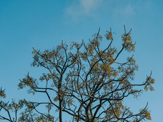 tree and sky