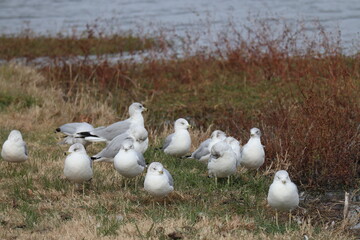 seagulls near water