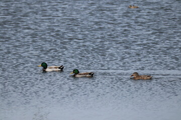 ducks in the water