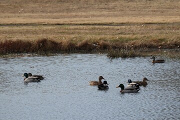 ducks on the water