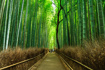 京都　竹林の道