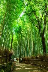 京都　竹林の道