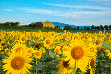 Obraz premium ひまわり畑 