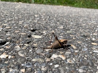 butterfly on the ground