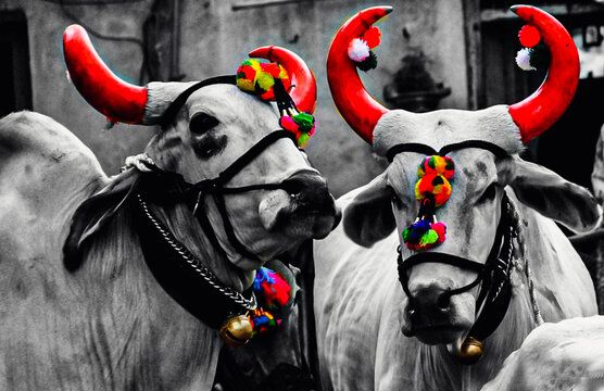Indian Bull Festival. Beautiful Decorated Bull. 