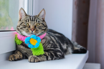 Striped gray cat in a colored scarf