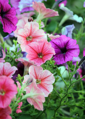 Pink and purple petunia flowers on a plant in a garden