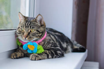 Striped gray cat in a colored scarf